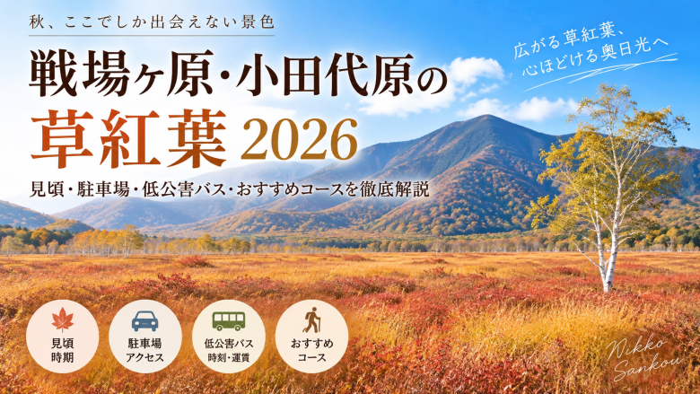 戦場ヶ原・小田代原の草紅葉2026はいつが見頃？駐車場や低公害バスも解説